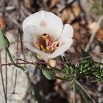 Calochortus venustus ᱵᱟᱦᱟ