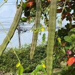 Moringa oleifera Fruit