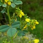 Melilotus indicus Flower