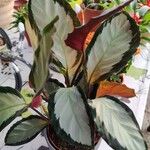 Calathea picturata Elinympäristö