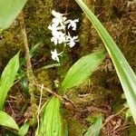 Calanthe sylvatica Costuma