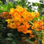 Streptosolen jamesonii फूल