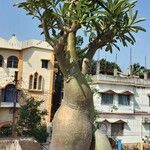 Adenium obesum পাতা