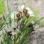 Vernonanthura nudiflora Fruchs