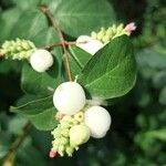 Symphoricarpos albusFruto