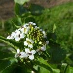 Nasturtium officinaleFlower