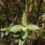 Ageratina gynoxoides Leaf