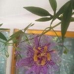 Passiflora cincinnata Цветок