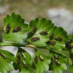 Asplenium viride Vili