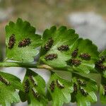 Asplenium viride Плод