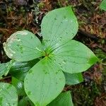 Cornus canadensis Folla