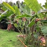 Heliconia collinsiana Plante entière