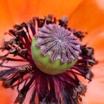 Papaver orientale Frugt