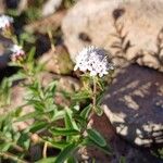 Stevia chamaedrys Flower