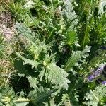 Salvia verbenaca Blatt