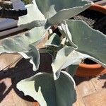 Kalanchoe beharensis List