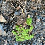 Androsace ciliata Habit