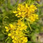 Sisymbrium austriacumFlower