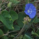 Jacquemontia pentanthos Blomma