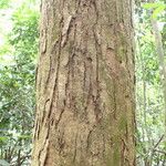 Pachylobus pubescens Ŝelo