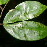 Cynometra retusa Hoja