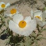 Argemone corymbosa Flower