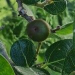 Ficus coronata Fruit