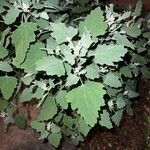 Chenopodium quinoa Folio