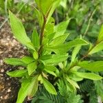 Ceratostigma abyssinicum