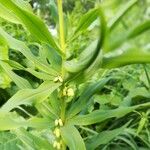 Polygonatum verticillatum Квітка