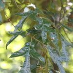 Quercus falcata Leaf