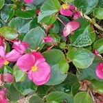 Begonia cucullata Habitat