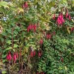 Fuchsia magellanica Blomst