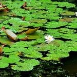 Nymphaea alba Blad