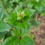 Fuchsia regia Feuille