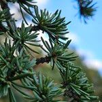 Cedrus atlantica 葉