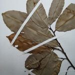 Elvasia elvasioides Other