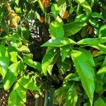 Citrus sinensis Blad