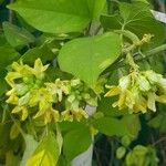 Telosma cordata Flower