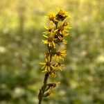 Ligularia sibiricaFlower