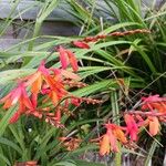 Crocosmia aurea Flor