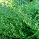 Artemisia annua Hábitos