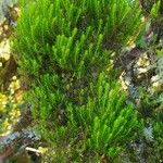 Erica azorica Fuelha
