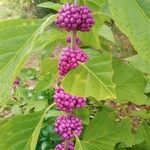 Callicarpa americana List