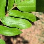 Cassia grandis Blad