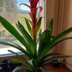 Guzmania monostachia Květ