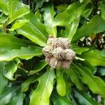 Pittosporum brevispinum 果實