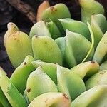 Graptopetalum macdougallii Leaf