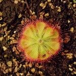 Drosera burmanni Leht