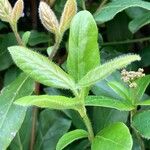 Viburnum rugosum Blatt